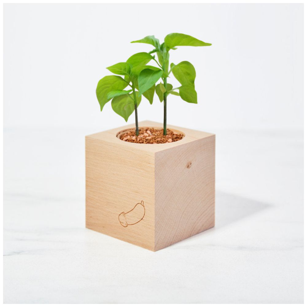 ecocube - Grow A Dick Chili im Holzwürfel