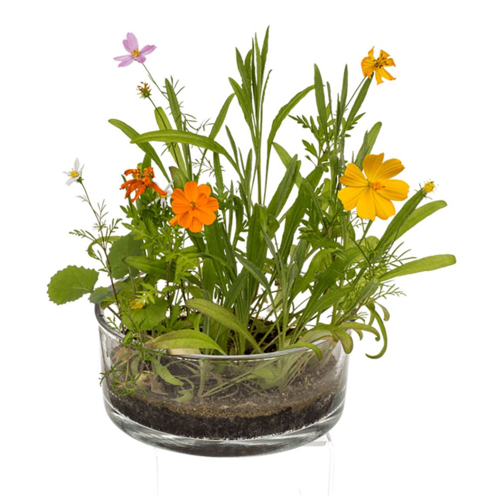 Blumenwiese in der Dose