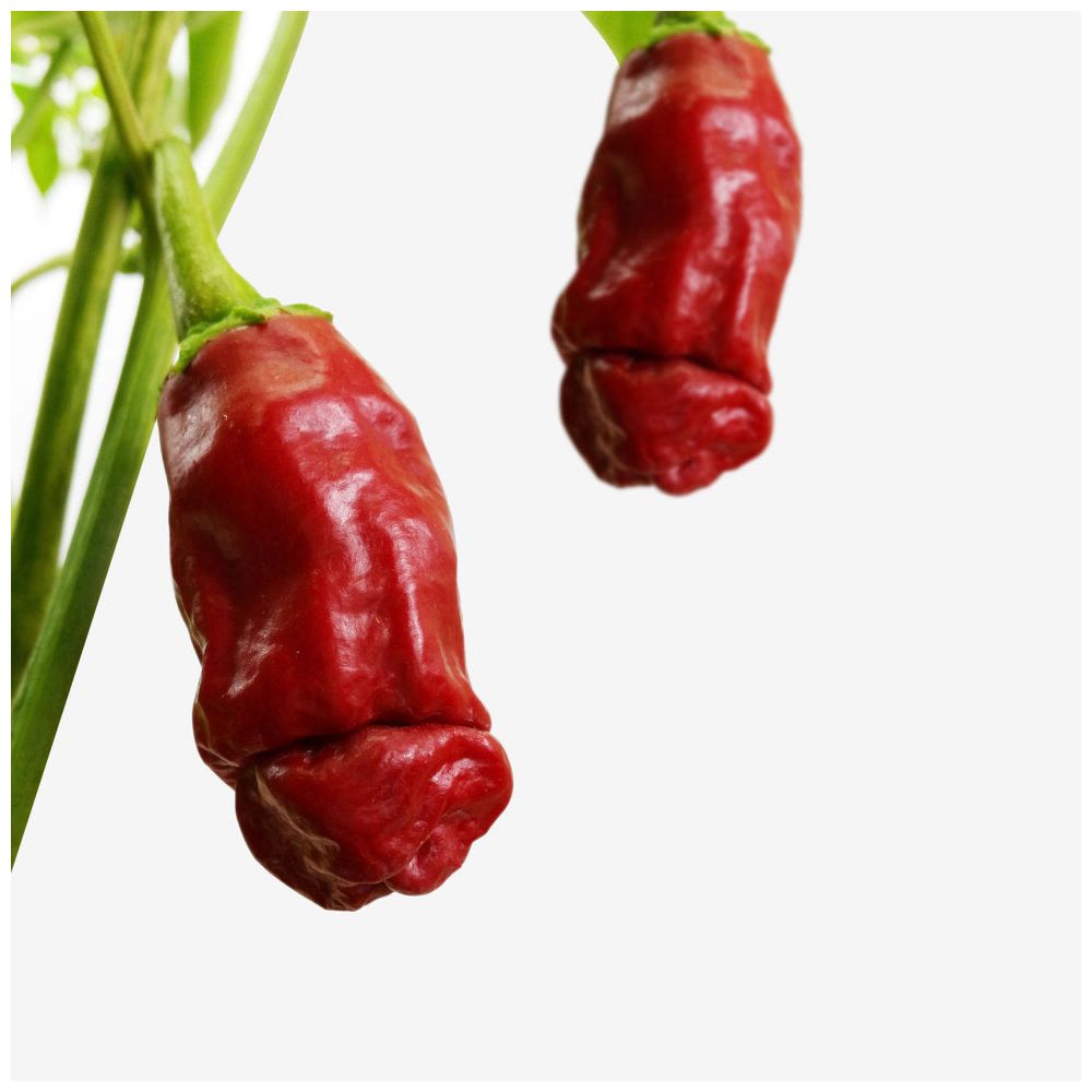 ecocube - Grow A Dick Chili im Holzwürfel