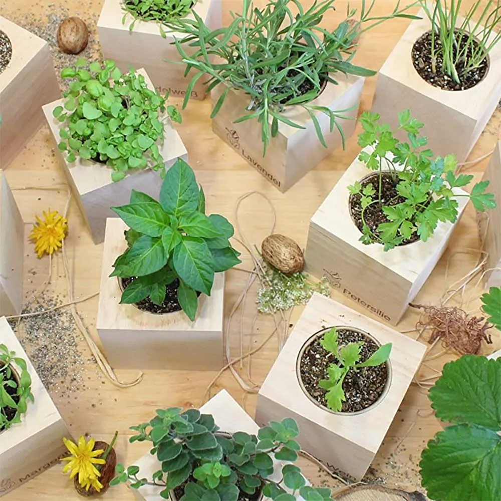 ecocube - Pflanzen im Holzwürfel