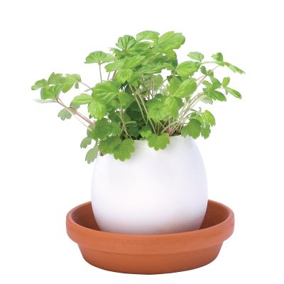 Eggling - Kräuter-Eier - basil Eggling - Kräuter-Eier