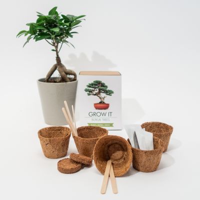 geschenke-für-mama-bonsai-bäume