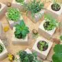 ecocube - Pflanzen im Holzwürfel