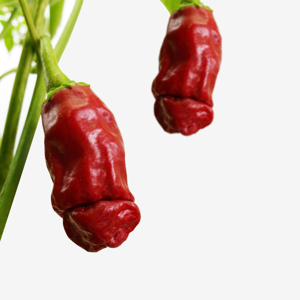ecocube - Grow A Dick Chili im Holzwürfel