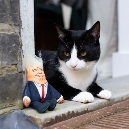 Präsidenten Katzenspielzeug